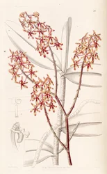 Renanthera matutina